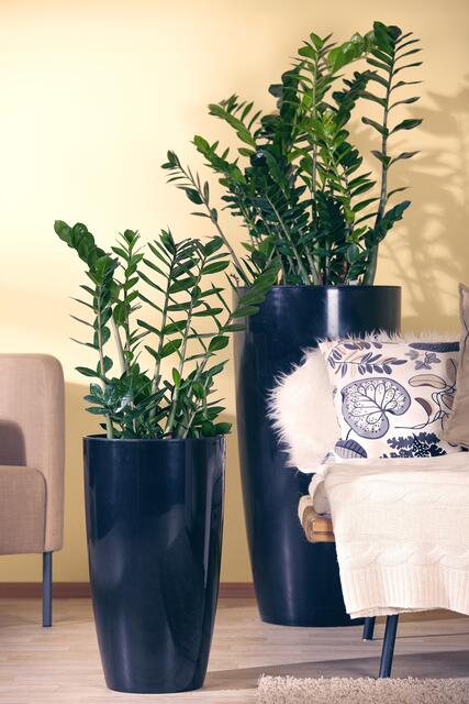 Glücksfeder | Foto: © Blumen – 1000 gute Gründe