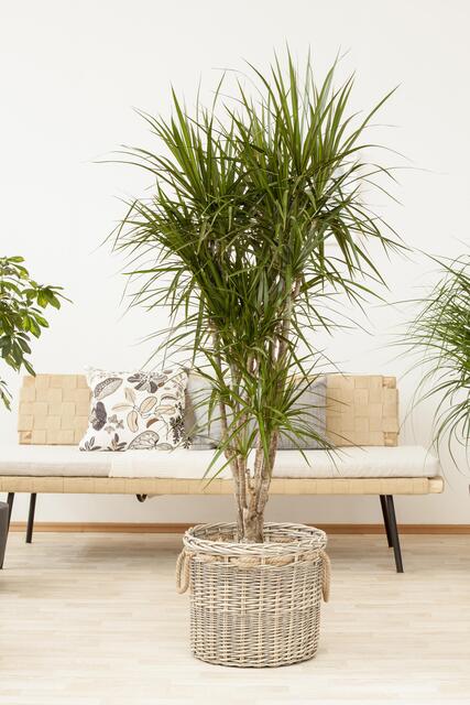 Drachenbaum | Foto: © Blumen – 1000 gute Gründe