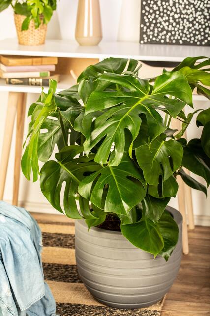 Monstera | Foto: © Blumen – 1000 gute Gründe