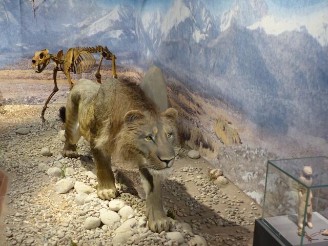 Ein Höhlenlöwe in Originalgröße. | Foto: Schatz