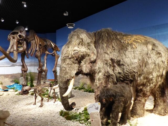 In der Sonderschau ist das kleinste Mammutskelett der Welt ausgestellt (Bildmitte). | Foto: Schatz