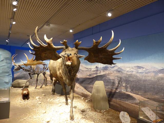 Die Exponate haben teilweise ein sehr imposante Größe. | Foto: Schatz