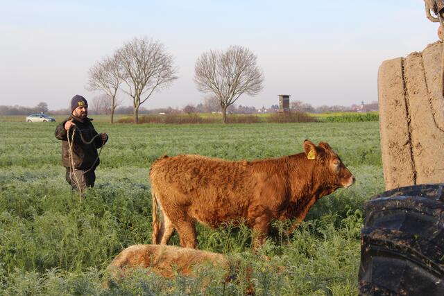 Dezember: Aufregung kurz vor Weihnachten. 25 Rinder büxten vom Bauernhof Meng aus und mussten wieder eingefangen werden. 