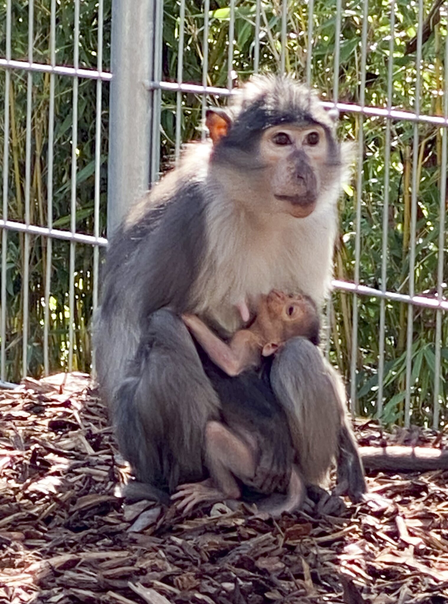 Zoo Heidelberg Herzlich willkommen, kleine Mangabe! Friedrichsfeld