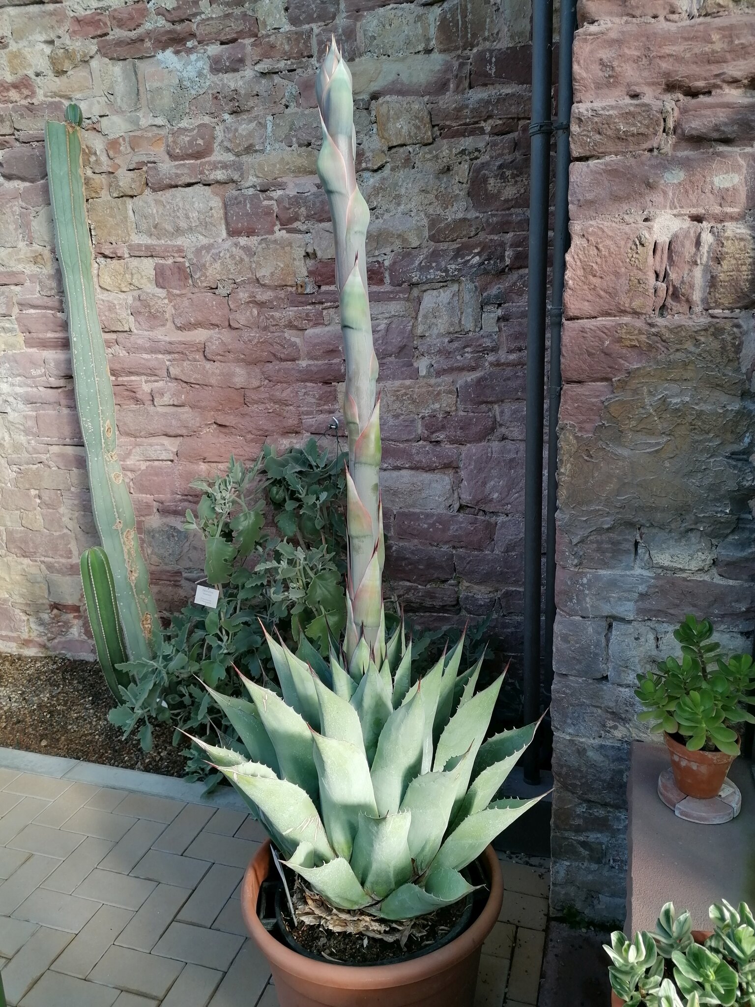 Von unserer Mitarbeiterin Marion Schatz: Im Oktober blht die Agave  parrasana  ein einmaliges Ereignis - Friedrichsfeld