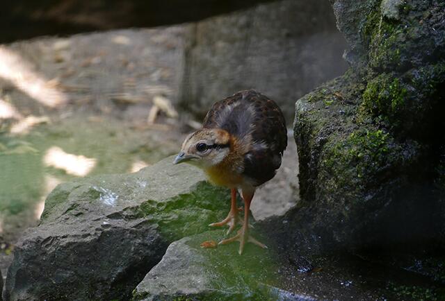 Mitchel-Loris im Zoo Heidelberg | Foto: Foto: Zoo Heidelberg