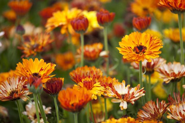Ringelblumen blühen sonnig-gelb – und verbessern zudem den Boden. | Foto: Foto: © Blumen – 1000 gute Gründe