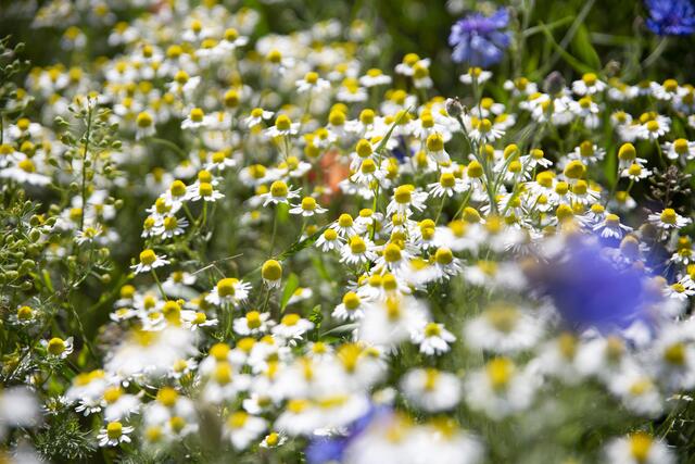Die einjährige Kamillesorgt im Beet für einen natürlichen Wiesen-Look. | Foto: Foto: © Blumen– 1000 gute Gründe