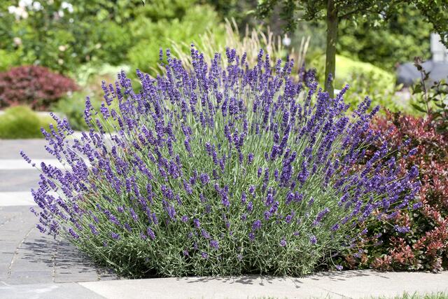 Lavendel ist ein mediterraner Kleinstrauch mit entspannendem Duft. | Foto: Foto: © Blumen– 1000 gute Gründe