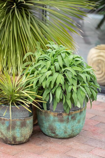 Auch im Topf macht der Salbei mit seinen kräftigen grünen Blättern Eindruck. | Foto: Foto: © Blumen – 1000 gute Gründe