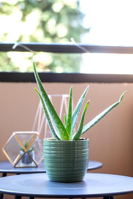 Die Aloe Vera ist nicht nur eine spannende Topfpflanze, sondern auch hilfreich in der Hautpflege. | Foto: Foto: © Blumen– 1000 gute Gründe