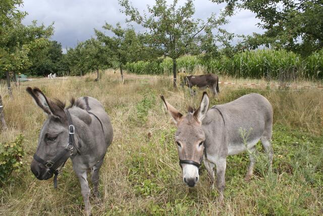 In Ladenburg wird ein Esel-Park eröffnet werden.