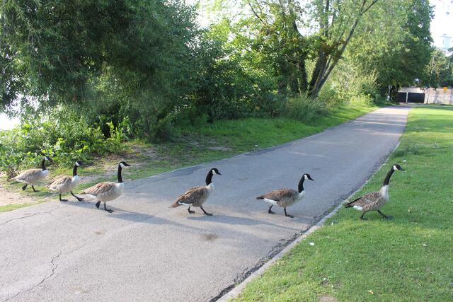 Die Nil- und Kanadagänse werden für eine Konzertabsage sorgen.