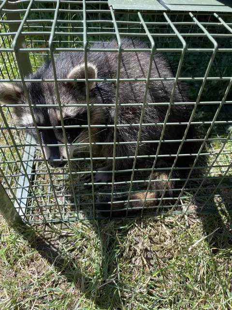 Waschbären sind schlaue Wildtiere, die nur von Jägern gefangen werden sollten.