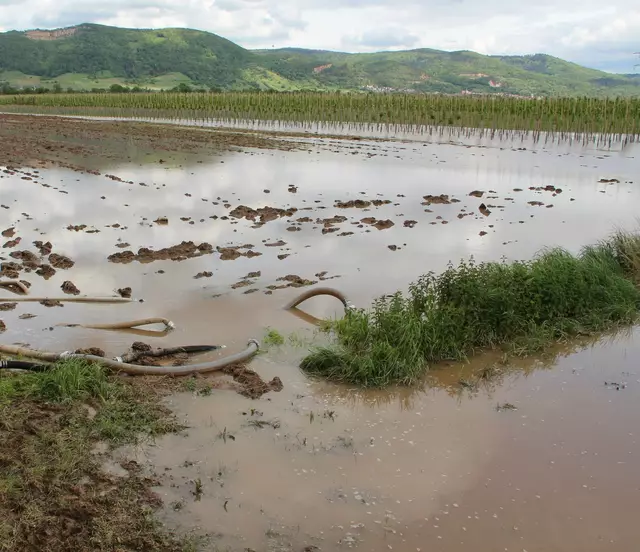 Mai: Nach einem Starkregen im Odenwald wurden in Ladenburg die Felder überflutet.