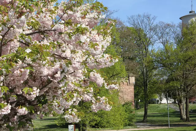 Die Benz-Garage versteckt sich hinter dem Blütenkleid. 