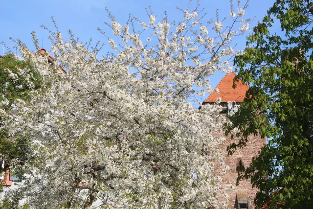 Das mittelalterliche Martinstor ist nicht "verblüht"  