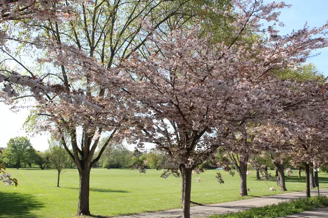 Blütenblick auf die Neckarwiese. 