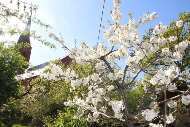 Die ev. Stadtkirche blüht auf. 