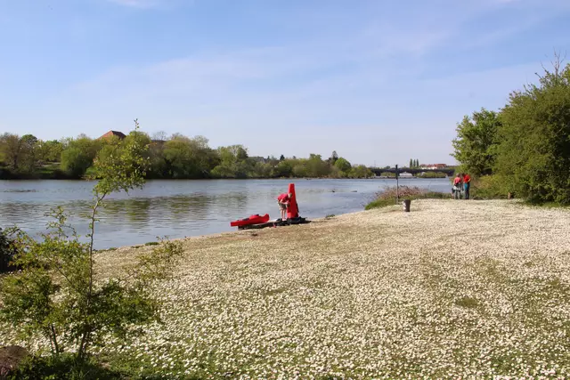 Gänseblümchenblüte für die Gänse am Neckarufer