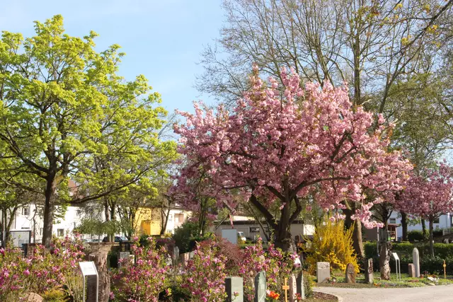Auf dem Friedhof verblüht das Leben. 