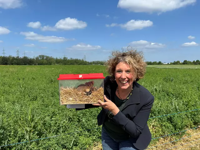 Diana Pretzell mit einem der zehn ausgewilderten Feldhamster. | Foto: Stadt Mannheim