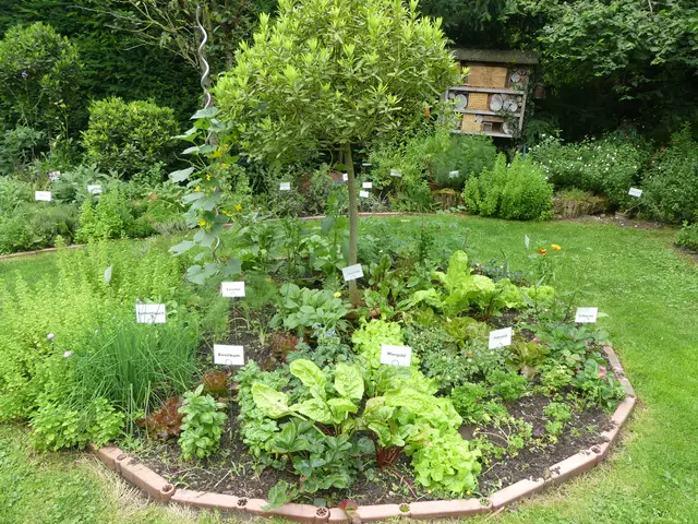 Im Garten von Karl-Heinz Eichhorn gibt es über 40 verschiedene Kräuter. | Foto: Schatz