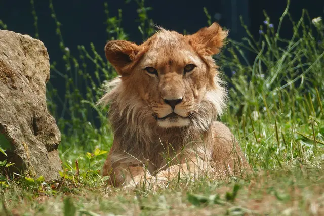 Der junge Berberlöwe Nouri im Zoo Heidelberg. Seine Mähne beginnt zu wachsen. | Foto: Foto: Petra Medan/Zoo Heidelberg
