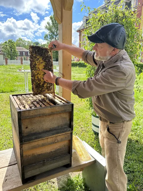 Man erfährt viel Wissenswertes über die fleißigen Bienen. | Foto: SSG