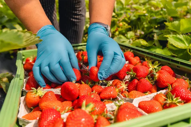 Süß und lecker: frisch gepflückte Erdbeeren. Die Arbeit, die hinter der Erdbeerernte steckt, ist allerdings hart, sagt die Agrar-Gewerkschaft IG BAU Nordbaden. Sie appelliert an die Landwirte im Rhein-Neckar-Kreis, auf faire Löhne und anständige Unterkünfte für Erntehelfer zu achten. | Foto: IG BAU, Florian Göricke