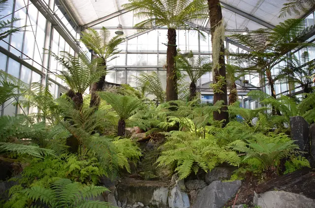 Das Baumfarnhaus im Mannheimer Luisenpark. | Foto: Stadtpark GmbH