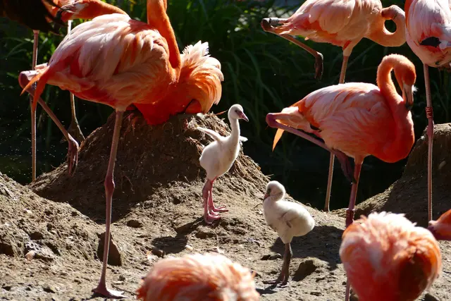 Kindergarten auf dem Flamingosee: Die grauen Küken wackeln gemeinsam zwischen den Bruthügeln herum.  | Foto: Petra Medan/Zoo Heidelberg