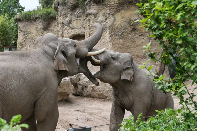 Der Vorverkauf für den Elefantentag im Zoo Heidelberg am Mittwoch, 17. September 2025 hat begonnen.  | Foto: Heidrun Knigge/Zoo Heidelberg