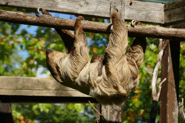 Faultierbaby im Zoo Heidelberg – auf dem Bauch der Mutter lässt es sich gut „abhängen“ | Foto: Petra Medan/Zoo Heidelberg