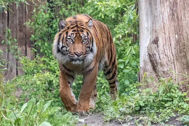 Sumatratiger Tebo auf einem seiner Streifzüge durch die Außenanlage im Zoo Heidelberg | Foto:  Susi Fischer/Zoo Heidelberg