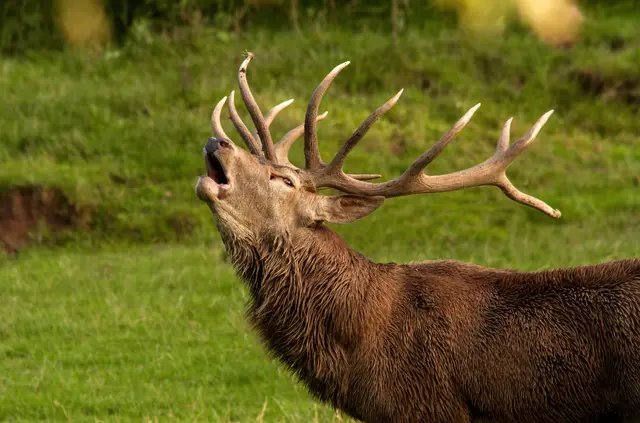Der Platzhirsch beim Brunftschrei | Foto: Tripsdrill