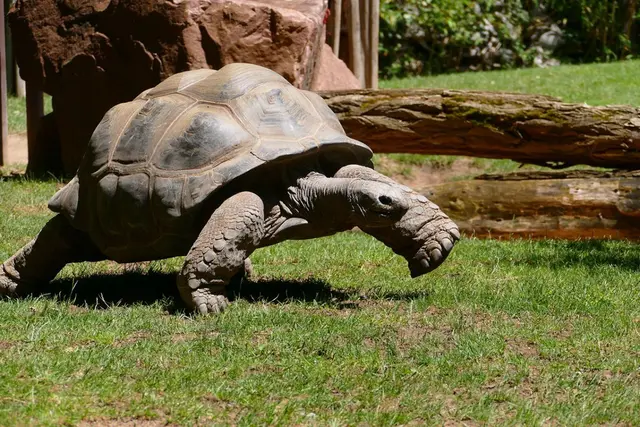 Am Sonntag, 12. Oktober 2025 findet im Zoo Heidelberg wieder ein Spendenlauf statt – in diesem Jahr für die Riesenschildkröten. | Foto: Foto: Petra Medan/Zoo Heidelberg