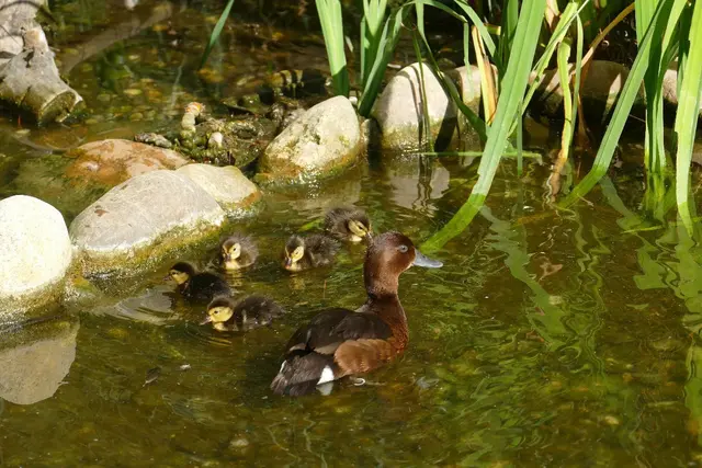 In Europa sind Moorenten selten geworden. Umso wertvoller sind die insgesamt 13 jungen Enten, die in dieser Brutsaison im Zoo Heidelberg geschlüpft sind.  | Foto: Foto: Zoo Heidelberg/Petra Medan