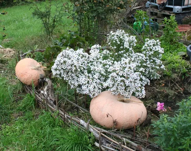 Im Waldgarten gedeihen auch Kürbisse.. | Foto: Allmende