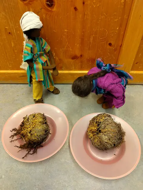 Jesus und die gekrümmte Frau im Vergleich mit der sog. Rose von Jericho: geschlossen bzw. sich öffnend