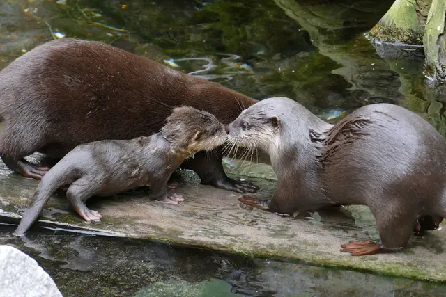 Der diesjährige Otternachwuchs zeigt sich erstmals auf der Außenanlage bei ersten Schwimmversuchen. Dabei unterstützt die gesamte Otterfamilie. | Foto: Zoo Heidelberg/Petra Medan