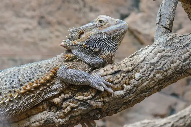 Was hat es mit dem Bart der Bartagame auf sich? Beim Reptilien-Workshop im Vivarium entdecken junge Forscher spannende Fakten rund um Schlange, Schildkröte und Co. | Foto: Foto: Zoo Heidelberg/Heidrun Knigge