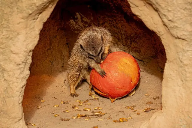 Mehlwürmer im Kürbis? Für die meisten ein Ekelfaktor, für die Erdmännchen im Zoo Heidelberg der perfekte Halloween-Mix.  | Foto: Foto: Susanne Fischer/ Zoo Heidelberg