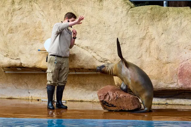 Flosse heben – der erste Schritt zu einer Ultraschalluntersuchung.  | Foto: Foto: Petra Medan/ Zoo Heidelberg