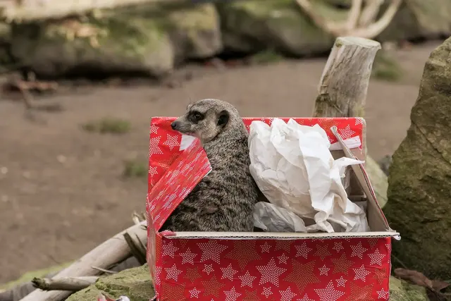 Die beliebte tierische Wunschliste des Zoo Heidelberg ist wieder online unter zoo-heidelberg.de/wunschliste  | Foto: Foto: Heidrun Knigge/Zoo Heidelberg