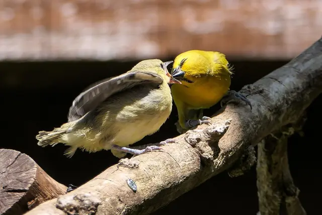 Orangebrust-Trupial beim Füttern seines Nachwuchses. Im Sommer konnten Besucher den Bau des imposanten Nests des Elternpaares in der begehbaren Südamerika-Voliere mitverfolgen.  | Foto: Foto: Heidrun Knigge/Zoo Heidelberg