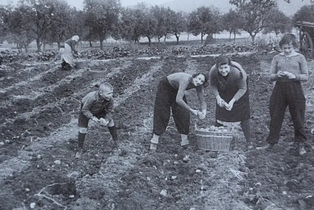 Nach dem Krieg wurden auch von den Kindern Kartoffel „gestuppelt“ und Ähren gelesen, um nicht hungern zu müssen. 

