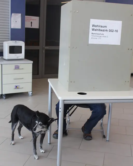 Im Februar wählten die Menschen einen neuen Bürgermeister und gingen zur Bundestagswahl. Hunde durften nicht mitwählen. 