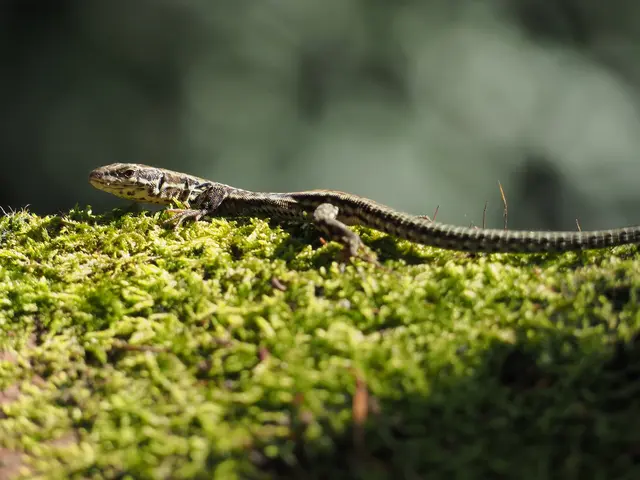 Foto: Thomas Hoffmann NABU