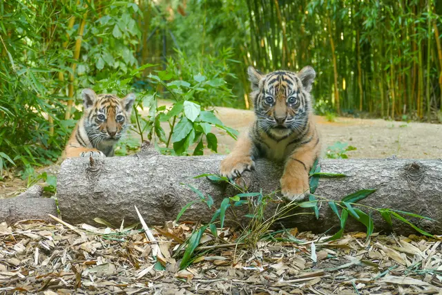 Tigerin Karis ist eine erfahrene Mutter. Sie hat bereits fünf Jungtiere erfolgreich aufgezogen. Auf dem Foto ist das Geschwisterpaar des vergangenen Wurfs aus dem Jahr 2023 zu sehen. | Foto: Zoo Heidelberg